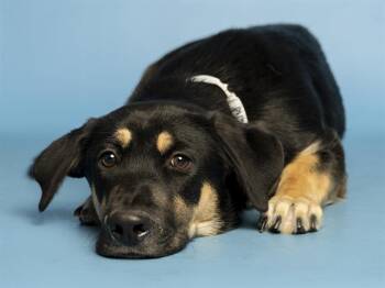 Basset Hound and German Shepherd Dog Dogs Available for Adoption - LUCA | PetCurious