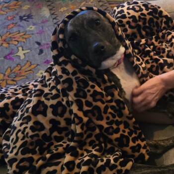 Birdie -  Pit Bull Terrier and Plott Hound Dog for Adoption in Raleigh, North Carolina - Birdie | PetCurious