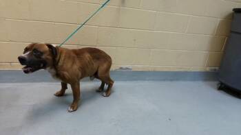 A184238 -  Pit Bull Terrier and Mixed Breed Dog for Adoption in Tulsa, Oklahoma - A184238 | PetCurious