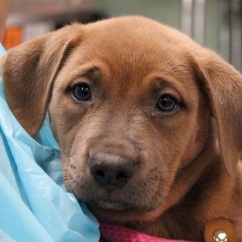 Mastiff and Boxer Dogs Available for Adoption in South Elgin, Illinois - Eclaire | PetCurious