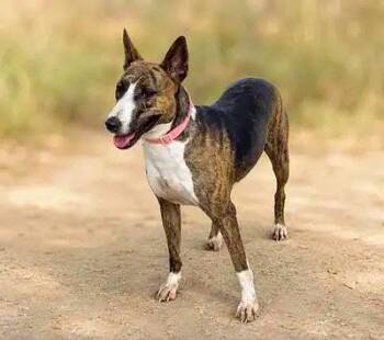 Ollie B -  Bull Terrier Dog for Adoption in Lucas, Texas - Ollie B | PetCurious