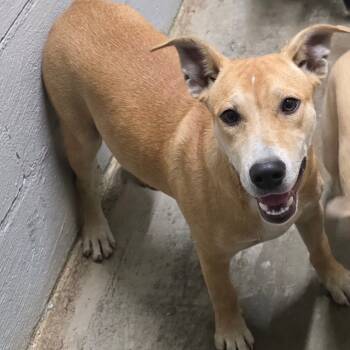 Rescue Terrier Dogs for Adoption in Clanton, Alabama - Target | PetCurious