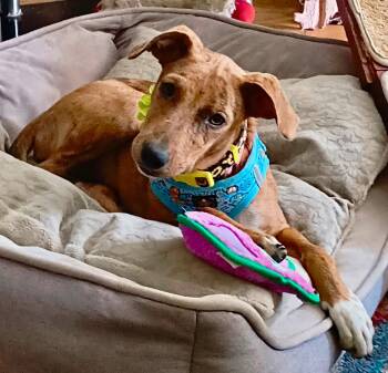 Judy -  Chihuahua and Dachshund Dog for Adoption in Union Grove, Wisconsin - Judy | PetCurious