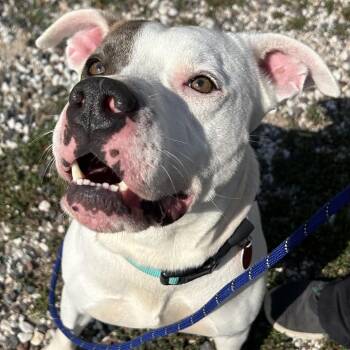 Winston -  Pit Bull Terrier Dog for Adoption in Springfield, Missouri - Winston | PetCurious