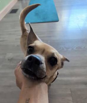 Pug and Chihuahua Dogs Available for Adoption in Palm Desert, California - Roo | PetCurious