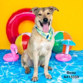 Rescue Labrador Retriever Dogs for Adoption in Conroe, Texas - BENTLEY | PetCurious