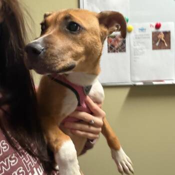 Mixed Breed Dogs Available for Adoption in Springboro, Ohio - Tally | PetCurious