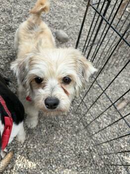 Pomeranian and Poodle Dogs Available for Adoption - Carmel | PetCurious