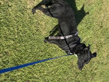 Rescue Chihuahua Dogs for Adoption in Chula Vista, California - Matilda | PetCurious