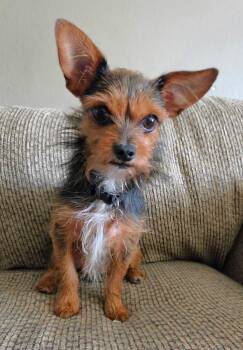 Trixy -  Chihuahua and Yorkshire Terrier Dog for Adoption in Lisbon, Iowa - Trixy | PetCurious