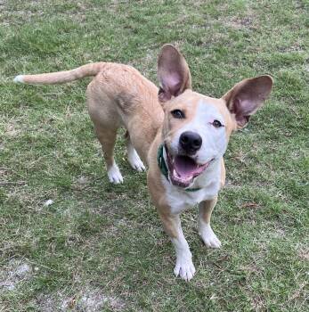 Rescue Terrier and Carolina Dog Dogs for Adoption in Edisto Island, South Carolina - BUTTERSCOTCH | PetCurious