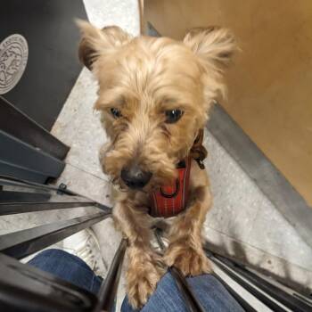 Paul -  Mixed Breed Dog for Adoption in Philadelphia, Pennsylvania - Paul | PetCurious