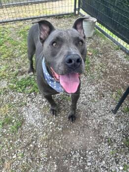 Simba -  Mixed Breed Dog for Adoption in Scott, Louisiana - Simba | PetCurious