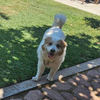 Rescue Mixed Breed Dogs for Adoption in Los Angeles, California - Lady Joy | PetCurious