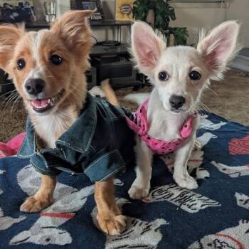 Sonny -  Mixed Breed Dog for Adoption in Redwood Valley, California - Sonny | PetCurious