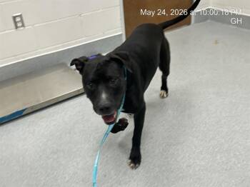 Pit Bull Terrier Dogs Available for Adoption in Ocala, Florida - RIGBY | PetCurious