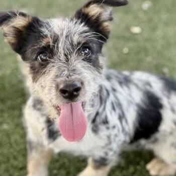 Buddy -  Terrier and Cattle Dog Dog for Adoption in Fresno, California - Buddy | PetCurious