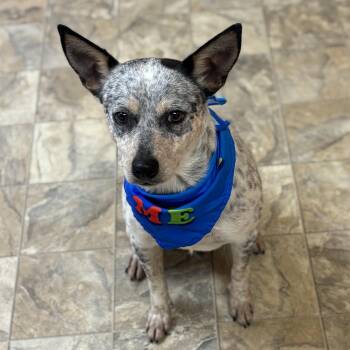 Australian Cattle Dog Blue Heeler Dogs Available for Adoption in Pilot Point, Texas - Hachi | PetCurious