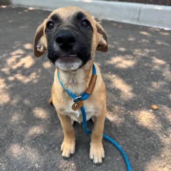 Eva -  Pit Bull Terrier and Mixed Breed Dog for Adoption in Newberg, Oregon - Eva | PetCurious