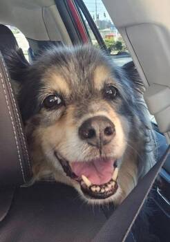 Australian Shepherd Dogs Available for Adoption - Boggen | PetCurious