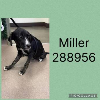 Miller -  Mixed Breed Dog for Adoption - Miller | PetCurious