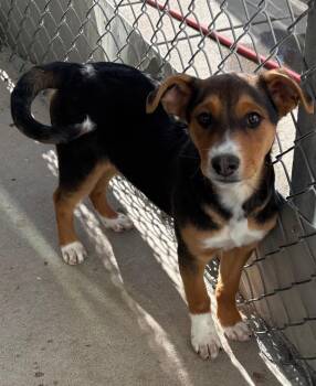 Cattle Dog Dogs Available for Adoption - Frantzen | PetCurious