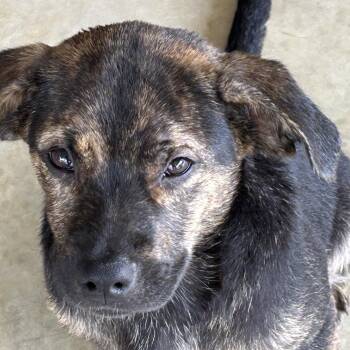Rottweiler Dogs Available for Adoption in Krum, Texas - Smokey | PetCurious