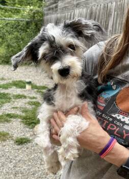 Myrtle -  Poodle and Schnauzer Dog for Adoption in Warren, New Jersey - Myrtle | PetCurious