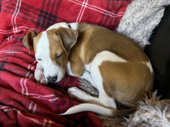 Labrador Retriever and Beagle Dogs Available for Adoption - Hans | PetCurious