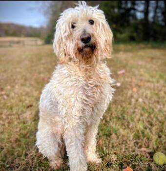 NOVA -  Goldendoodle Dog for Adoption in Louisville, Kentucky - NOVA | PetCurious