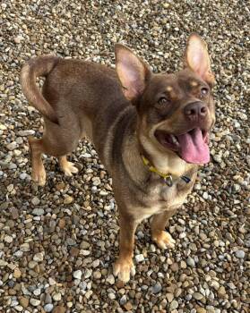 Zelda -  Terrier Dog for Adoption in Ashland, Ohio - Zelda | PetCurious