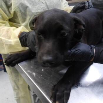 Roy Pup 7 -  Doberman Pinscher and Terrier Dog for Adoption in Marble, North Carolina - Roy Pup 7 | PetCurious