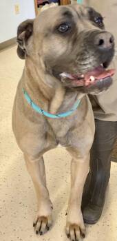 Mastiff Dogs Available for Adoption in Sandusky, Michigan - Coralista | PetCurious