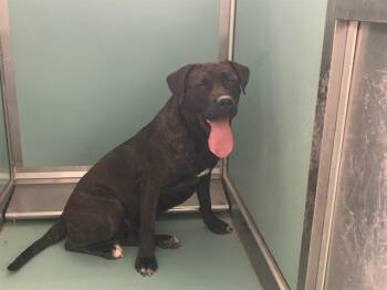 A552462 -  Cane Corso Dog for Adoption in Moreno Valley, California - A552462 | PetCurious