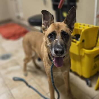 Dallas -  Shepherd Dog for Adoption in Troutdale, Oregon - Dallas | PetCurious