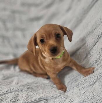 Atlas -  Terrier and Mixed Breed Dog for Adoption in Henderson, Nevada - Atlas | PetCurious