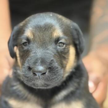 FWT Oak -  Doberman Pinscher and Mixed Breed Dog for Adoption in Midland, Texas - FWT Oak | PetCurious