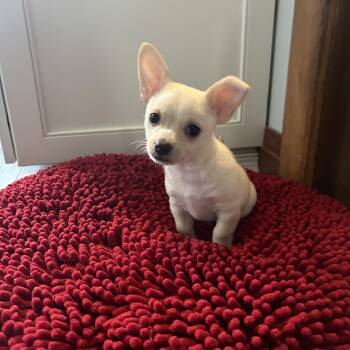 Chihuahua Dogs Available for Adoption in Buffalo, New York - Peanut | PetCurious