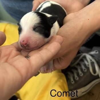 Comet -  Australian Cattle Dog Blue Heeler and Mixed Breed Dog for Adoption in Lynchburg, Virginia - Comet | PetCurious