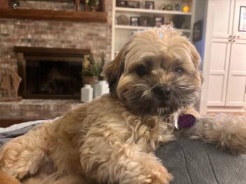 Shih Tzu Dogs Available for Adoption - Paulie | PetCurious