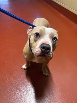 Pit Bull Terrier Dogs Available for Adoption in Douglasville, Georgia - Griselda Jones | PetCurious