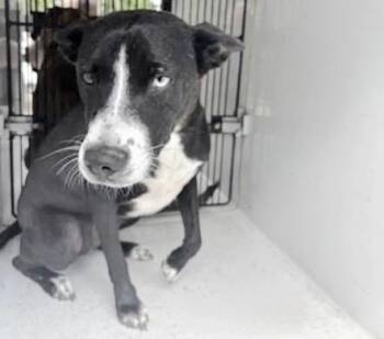 Labrador Retriever and Catahoula Leopard Dog Dogs Available for Adoption in Houston, Texas - NOLA/FOX | PetCurious