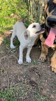 Labrador Retriever Dogs Available for Adoption in Zimmerman, Minnesota - Trail Mix | PetCurious