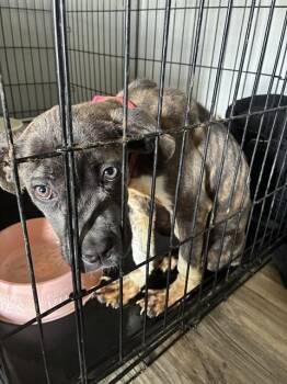 BLUEY -  Cane Corso Dog for Adoption in Palmetto, Florida - BLUEY | PetCurious