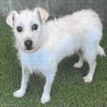 Shaggy A2287227 -  Cairn Terrier Dog for Adoption in Los Angeles, California - Shaggy A2287227 | PetCurious