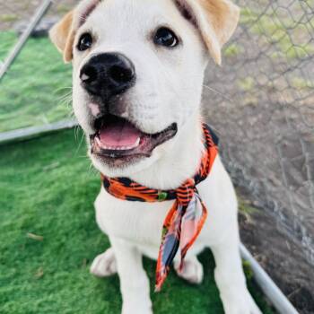 Rio -  Labrador Retriever Dog for Adoption in Cleveland, Texas - Rio | PetCurious