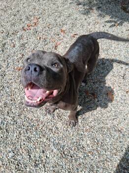Harvey Dent -  Mixed Breed Dog for Adoption in Muskegon, Michigan - Harvey Dent | PetCurious