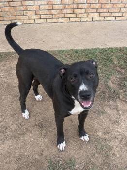 Daisy Dee -  American Staffordshire Terrier and Labrador Retriever Dog for Adoption in Houston, Texas - Daisy Dee | PetCurious