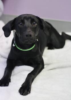 Meila in NH. Come Meet our Adoptable Dogs Wednesday-Saturday. Mo -  Black Labrador Retriever Dog for Adoption in Manchester, New Hampshire - Meila In NH. Come Meet Our Adoptable Dogs Wednesday-Saturday. Mo | PetCurious
