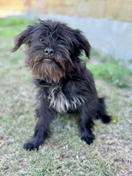 Shih Tzu Dogs Available for Adoption in Helotes, Texas - Lily | PetCurious
